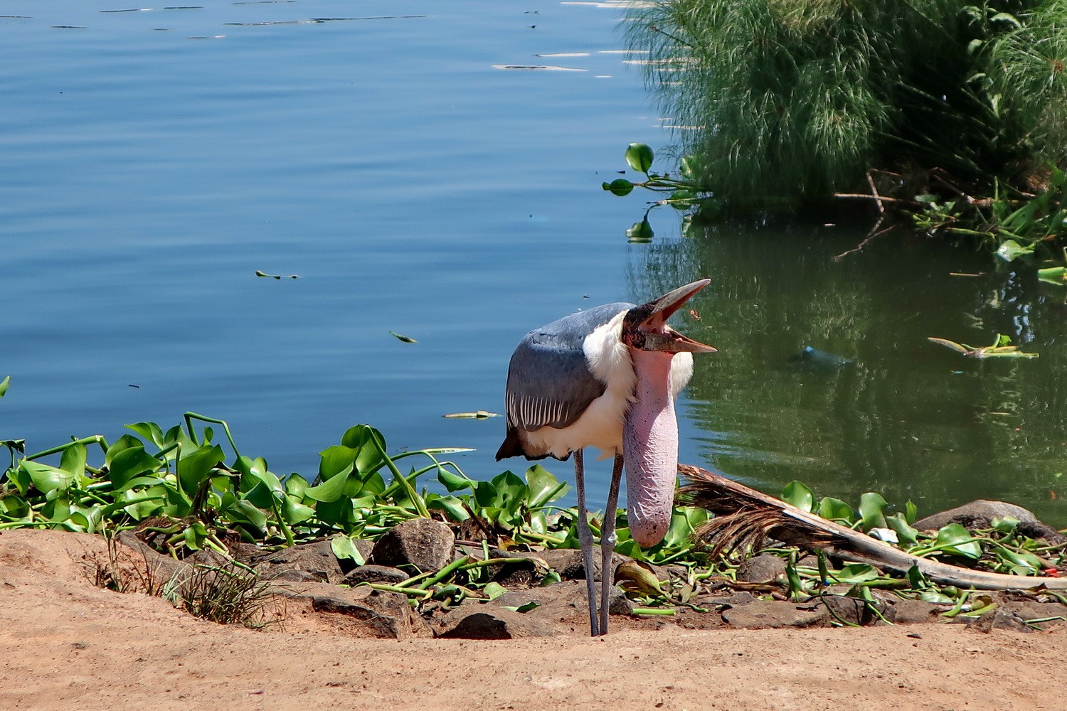 Marabou with Lake Victoria